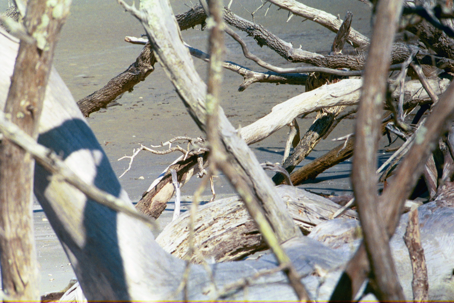 Boneyard — Ossabaw Island